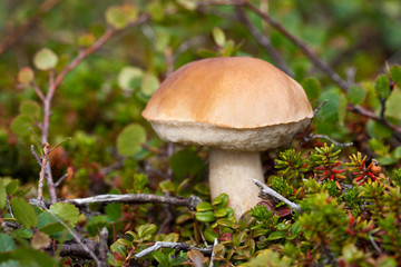 Mushroom boletus and dwarf birch in the tundra. Wild plants of Chukotka. Arctic nature. Chukotka, Siberia, Far East Russia.