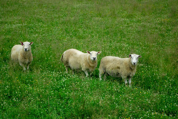 Obraz premium Three Sheep in the grassy green field in Norway