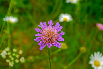Obraz premium Purple wild flowers growing with grass and daisy 