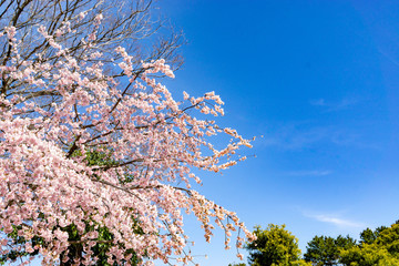 名古屋の桜