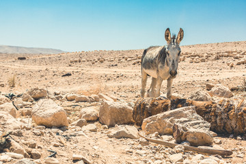 Amazing Landscapes of Israel, Views of the Holy Land
