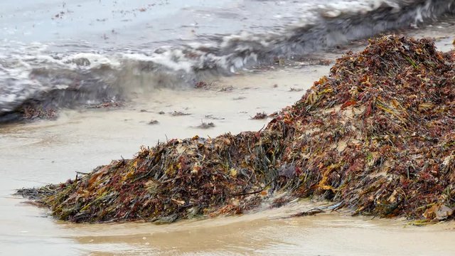 Algae bloom. A heap of red and green seeweed accumulated on a beach by onshore winds.