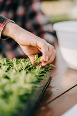 Male Botanist Planting Saplings In Pots