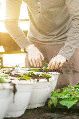 Male Botanist Planting Saplings In Pots