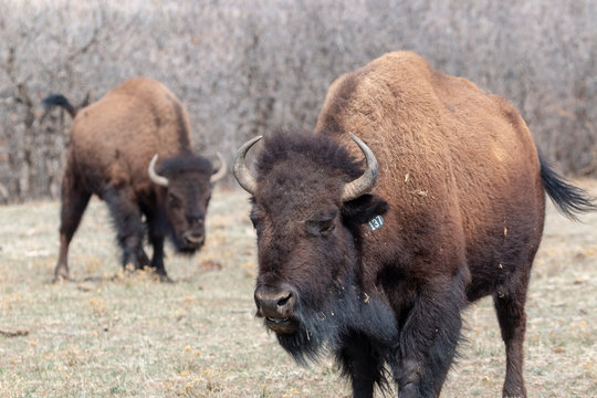 Colorado Bison Herd