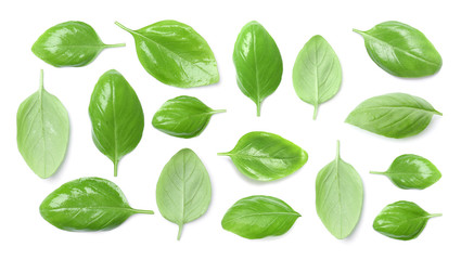 Set of fresh green basil leaves on white background, top view