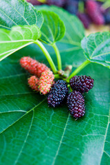 Black Mulberry Fresh Fruit