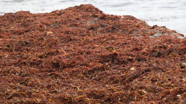 Large masses of red seeweed accumulated on a beach in Rhode Island, USA.