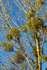 Mistletoe, Viscum album, on a birch in the autumn