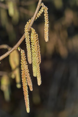 Spring: Male inflorescences of hazelnut, Corylus avellana