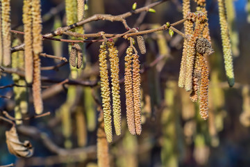 Naklejka premium Spring: Male inflorescences of hazelnut, Corylus avellana