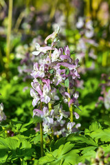 Flowers of the Hollowroot, Corydalis cava, in spring