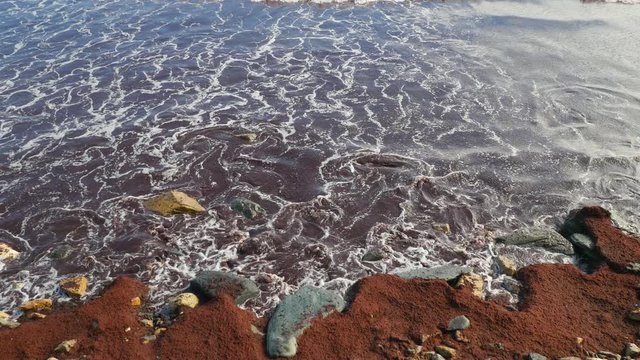 Algae bloom. Large masses of red seeweed accumulated in the coastal waters of Atlantic Ocean.
