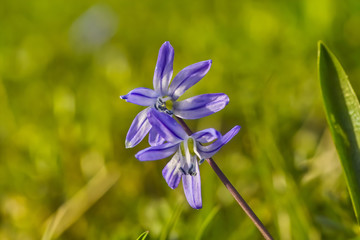 Flowers of Glory of the Snow, Chionodoxa, in spring