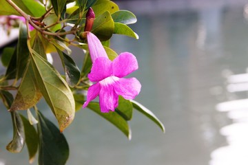 pink flower