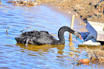 The black swan in the park