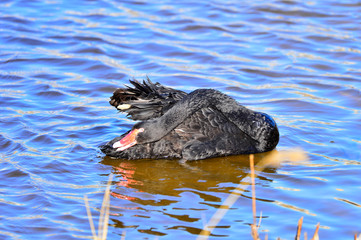 The black swan in the park