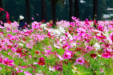 flowers in the garden