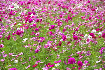 field of pink flowers