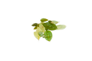 Organic Fresh Dried Coca Leaves