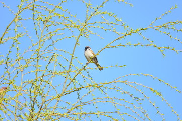 The beauty of the sparrow