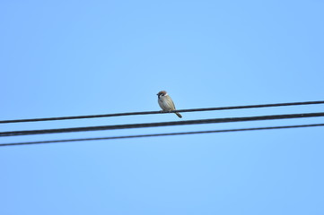 The beauty of the sparrow