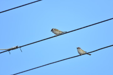 The beauty of the sparrow