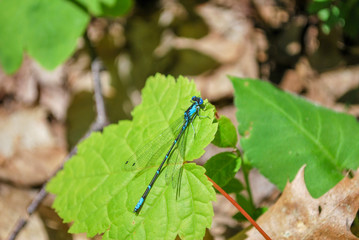 Bright Blue Dragonfly or damselfly resting on bright green leaf