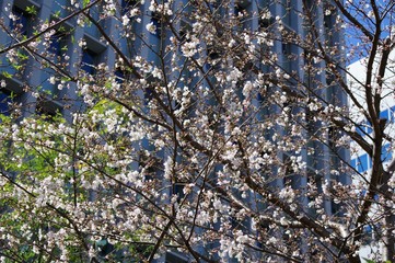 ビルの前の桜の木