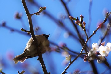 木の上の小鳥