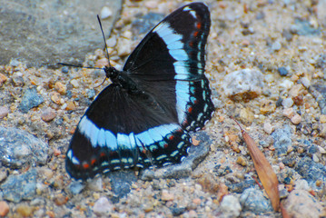 Fototapeta na wymiar Butterfly on rocky ground with wings spread out