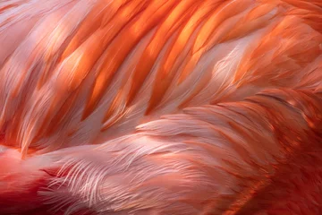 Fotobehang Pink Flamingo Abstract Feathers, Graphic Resource Macro Image - Beautiful Tropical Bird with Bright Feathers, macro view showing incredible feather detail. Wading bird in the Phoenicopteridae family. © Cedar