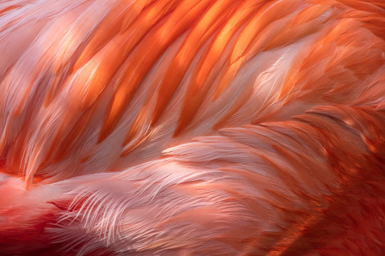 Pink Flamingo Abstract Feathers, Graphic Resource Macro Image - Beautiful Tropical Bird With Bright Feathers, Macro View Showing Incredible Feather Detail. Wading Bird In The Phoenicopteridae Family.