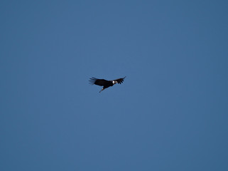 A young Andean condor (vultur gryphus) flying over the Cerro Blanco reserve in Altas Cumbres, Cordoba, Argentina.
