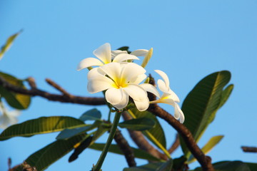 Fototapeta na wymiar flower on background of blue sky