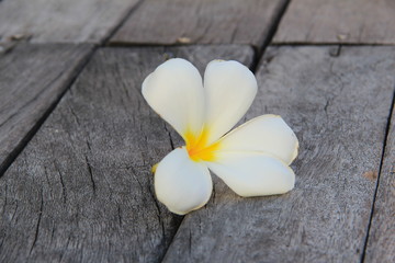frangipani flower on wooden background