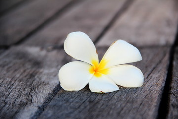 Fototapeta na wymiar frangipani flowers on wood