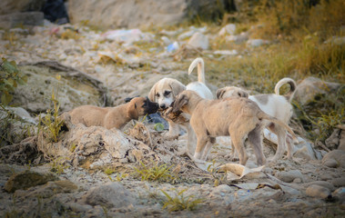 a&ccedil;lık ve masumiyet