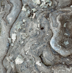 Tree Bark