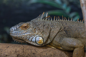 iguana