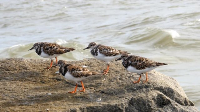 Ruddy turnstone sandpipers - Arenaria interpres - sitting on a rock with a rough waves in background
