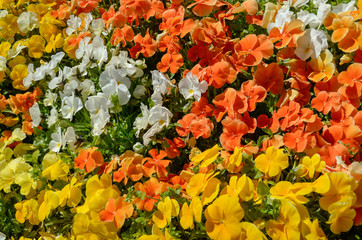 Flower pot filled with Viola Flowers, orange, white, and yellow colors