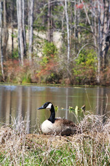 Nesting Goose