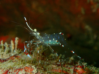 Closeup with shrimp, the beauty of underwater world diving in Sabah, Borneo.       