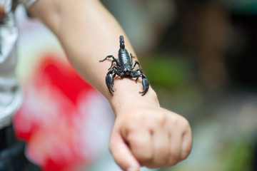 A man hanging an Emperor scorpion, also called Pandinus imperator or giant forest black scorpion in a street market of Xi'An, China