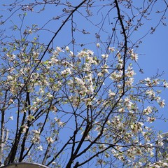 コブシの花