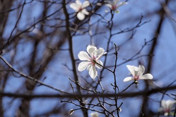 コブシの花