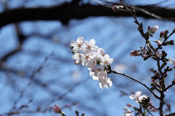 桜の花