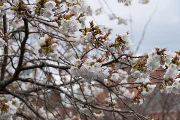 Close up of white apple tree flowers