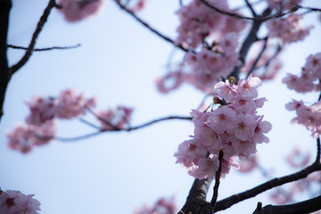 春の桜
